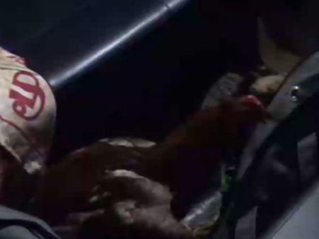 முட்புதருக்குள் ‘ஆடுகளம்’... திருட்டுத்தனமாக சேவல்சண்டை நடத்திய 8 பேர் கைது- வீடியோ