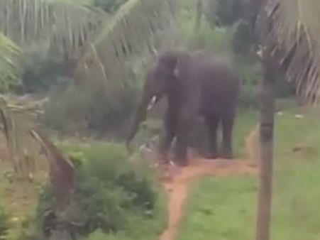 ஹாயாக ஊருக்குள் உலா வரும் ‘கொம்பன்’... பீதியில் வீட்டுக்குள்ளேயே முடங்கிய மக்கள்- வீடியோ