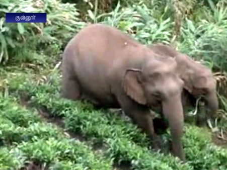 2 வாரங்களாக ஊருக்குள் சுற்றும் காட்டு யானைக் கூட்டம்... வனத்துறையை முற்றுகையிட்ட மக்கள்- வீடியோ