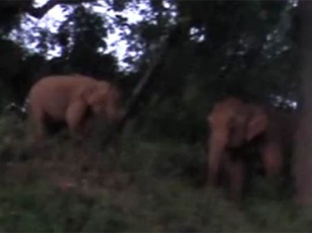 பங்களாக் கதவை உடைத்து உள்ளே புகுந்த காட்டுயானைகள்... பீதியில் வீட்டுக்குள் முடங்கிய மக்கள்- வீடியோ