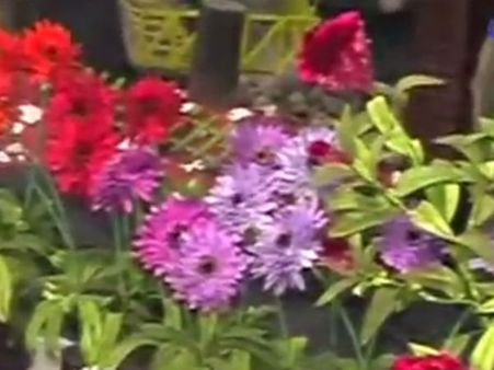 ‘வாசமில்லா மலரிது... கின்னசைத் தேடுது’... ஊட்டியில் ஒரு சாதனை மலர்க் கண்காட்சி- வீடியோ