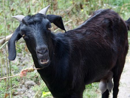 தூத்துக்குடியில் கார் மூலமாக ஆடுகள் திருட்டு... 3 பேரை மடக்கிப் பிடித்த போலீசார்