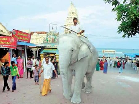 திருச்செந்தூரில் ஆடி சுவாதி : சுந்தரமூர்த்தி நாயனாரும் வெள்ளை யானை வீதியுலாவும்!