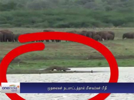 பவானி அணைக்கு படையெடுக்கும் காட்டுயானைகள், முதலைகள்... பீதியில் மீனவர்கள்- வீடியோ