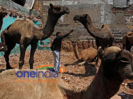 பக்ரீத் பண்டிகையின்போது தமிழகத்தில் ஒட்டகம் வெட்ட அனுமதி இல்லை: ஹைகோர்ட் மீண்டும் கண்டிப்பு