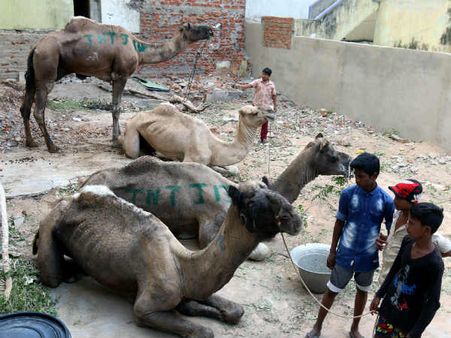 ராஜஸ்தானிலிருந்து சென்னைக்கு கொண்டு வரப்பட்ட 4 ஒட்டகங்கள்.. தடையை மீறி வெட்டப்படுமா?