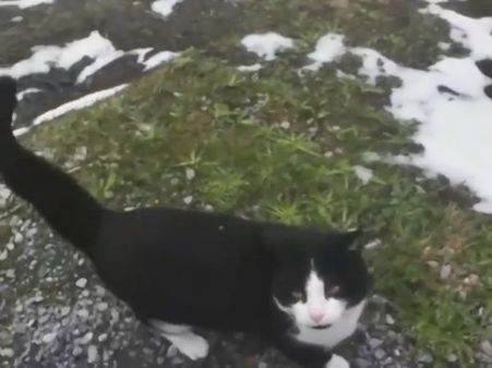 ஆல்ப்ஸ் மலையில் தவித்த சுற்றுலா பயணி..பாதுகாப்பாக விடுதிக்கு அழைத்து வந்த பூனை !