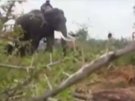 ஆபரேஷன் கஜா... விவசாயியைக் கொன்ற காட்டுயானை.. களத்தில் இறங்கும் “விநாயகா, ஜெயந்தி”- வீடியோ