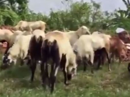 பக்ரீத் பண்டிகை... கிருஷ்ணகிரியில் குர்பானிக்கான ‘ஸ்பெஷல்’ ஆடுகள் விற்பனை ஜோர்- வீடியோ