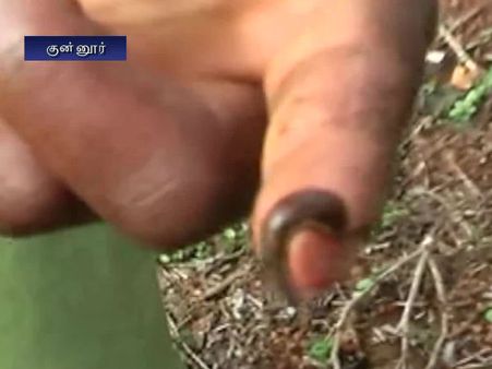 அட்டைப்பூச்சிகளின் அட்டகாசம்.. காலணி கேட்கும் தேயிலை தோட்ட தொழிலாளர்கள்- வீடியோ