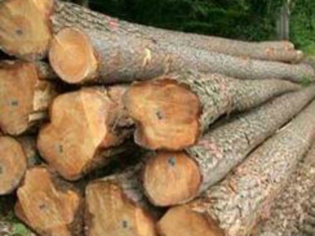 செய்யாறு அருகே 55 தேக்கு மரங்கள் வெட்டி கடத்தல்... உடந்தையாக இருந்த வேளாண் அதிகாரி அதிரடி சஸ்பென்ட்!