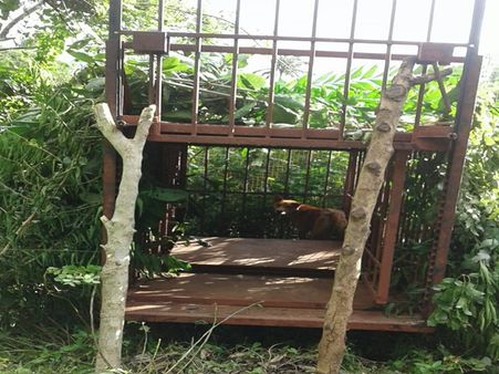 தமிழக - கேரளா எல்லையில் ஒற்றை புலியால் பீதி.. கூண்டு வைத்து கண்காணிக்கும் வனத்துறை