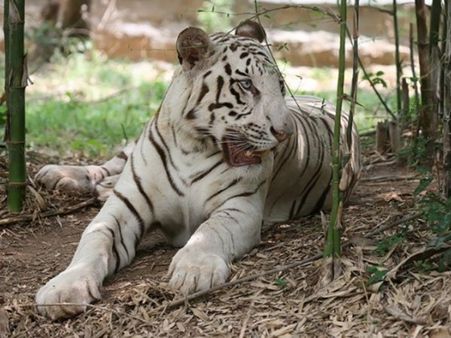 ஹிந்தி தெரியாமல் ராஜஸ்தானில் தத்தளிக்கும் வண்டலூர் வெள்ளை புலி!