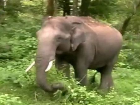 ஜில் மழையால் குளிர்ந்த ஊட்டி... உலா வந்த வனவிலங்குகள்- வீடியோ