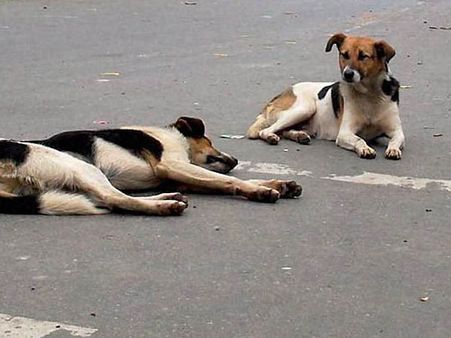 அதிகரிக்கும் ‘கடிகள்’.. தெருநாய்களைக் கொன்றால் ‘கோல்ட் காய்ன்’.. கேரள மாஜி மாணவர்கள் அறிவிப்பு