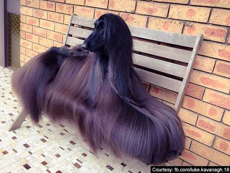 ஜெகன்மோகினி ஜெயமாலினி போல முடியை விரிச்சுப் போட்டு எப்படி இருக்கு பாருங்க இந்த நாய்!