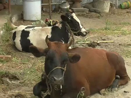 பருவமழை ஏமாற்றம் - கால்நடை தீவனத்திற்கு தட்டுபாடு