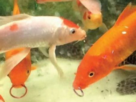 மீனுக்கு 