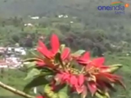 மெல்ல மெல்ல நிறம் மாறும் ‘ரெட்லீப்’ பூக்கள்... ஊட்டியில் குவியும் சுற்றுலாப் பயணிகள்- வீடியோ