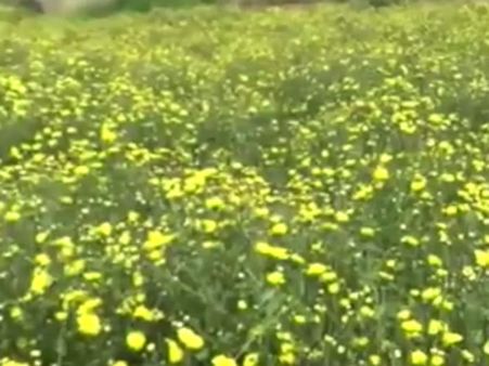 ஆயுத பூஜை.. சாமந்திப் பூ விலை உயர்வு.. ஆனால் விளைச்சல் குறைவு... கவலையில் விவசாயிகள் -வீடியோ