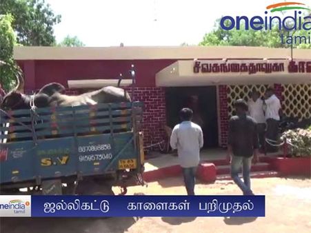 சிவகங்கையில் தடையை மீறி ஜல்லிக்கட்டு: 35 பேர் கைது, காளைகள் பறிமுதல்- வீடியோ