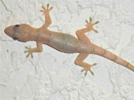 மைலாப்பூர் சாய்பாபா கோயில் தீபாவளி பிரசாதத்தில் பல்லி..சாப்பிட்ட 2 குழந்தைகள் மருத்துவமனையில் அனுமதி