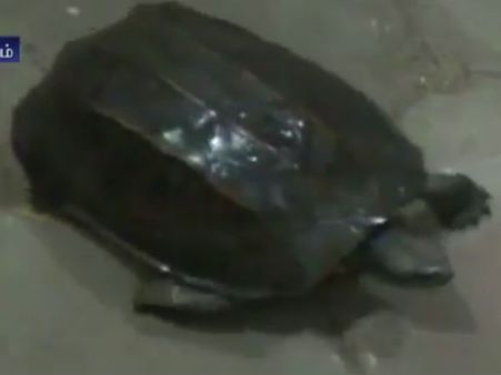 ஸ்டார் ஹோட்டலில் ‘சூப்’ செய்வதற்காக கடத்தப்பட்ட 31 ஆமைகள்... ரயிலில் நடந்த சோதனையில் மீட்பு- வீடியோ