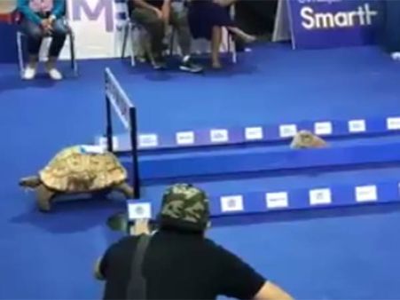 அட, நம்ம ஆமை, முயல் கதை உண்மை தான் போல... இந்த வீடியோவைப் பாருங்களேன்!