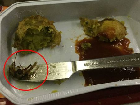 ஏர் இந்தியா விமானத்தில் வழங்கிய உணவில் செத்த கரப்பான்பூச்சி!