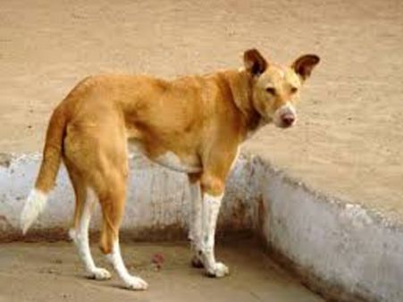 மவுலிவாக்கம் அடுக்குமாடி கட்டடத்தை சுற்றியுள்ள நாய் குட்டிகளை பத்திரமாக மீட்டது புளுகிராஸ்