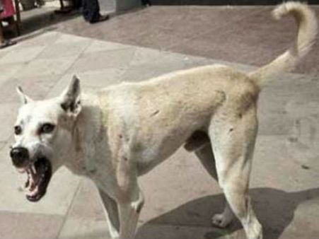 நகராட்சி கமிஷனரைப் பார்த்து குரைத்த நாய்.. சரமாரியாக அடித்துக் கொடூரமாக கொன்ற ஊழியர்கள்!