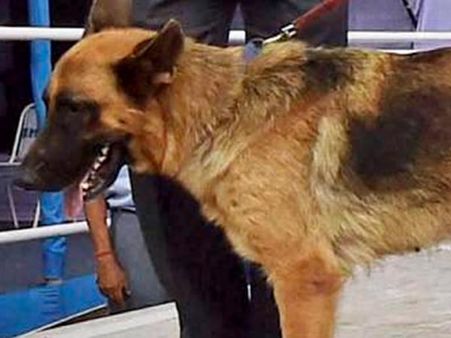 நாய் கழுத்தில் நைலான் கயிறு கட்டி பைக்கில் 2 கி.மீ இழுத்துச்சென்று கொன்ற கொடூரர்கள்