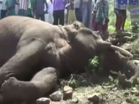 கடம்பூர் மலைப்பகுதியில் மின்வேலியில் சிக்கி யானை பலி... தோட்ட உரிமையாளர் கைது- வீடியோ