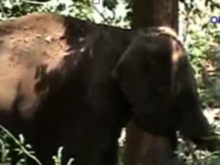 மலைப்பாதையில் சுற்றும் ‘கொம்பன்’... செல்பி எடுக்க வேண்டாம் என வனத்துறை எச்சரிக்கை- வீடியோ