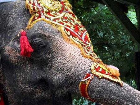 விதியை மீறி வனவிலங்கு வதை.. மத்திய அமைச்சரை வரவேற்ற யானை கோர்ட்டில் ஆஜர்