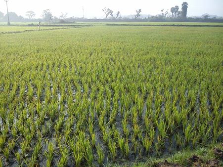 நாகை அருகே தற்கொலை செய்த முருகையன் இறுதி ஊர்வலத்தில் பங்கேற்ற மற்றொரு விவசாயி மரணம்