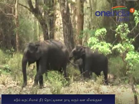 நீலகிரியில் கடும் வறட்சி... தண்ணீரை தேடும் வனவிலங்குகள் - வீடியோ