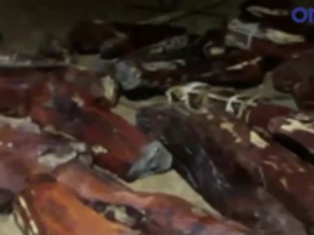 போலீசை தாக்கி தப்பிய கடத்தல்காரர்கள்.. ரூ. 1.40 கோடி மதிப்புள்ள செம்மரக்கட்டைகள் பறிமுதல்- வீடியோ