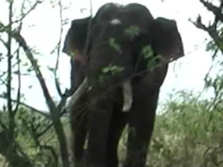 பிஸ்கட்டுக்காக நாய்க்குட்டி போல் மக்கள் பின்னே செல்லும் ‘கொம்பன்’... நீலகிரியில் ஆச்சர்யம்- வீடியோ