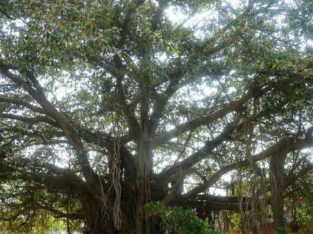 வர்தா புயலால் கூட அசைக்க முடியாத அடையாறு ஆலமரம்! 450 வருடம் பழமையானது