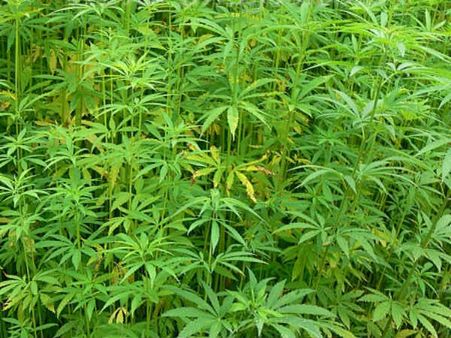 கஞ்சா பயிரிட கனடாவில் அனுமதி: கஞ்சா தோட்டங்களாக மாறும் பூந்தோட்டங்கள்!