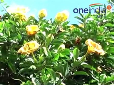 ஊட்டியில் பூத்துக் குலுங்கும் ‘பெல்’ மலர்கள்... ஆர்வமாகப் பார்த்துச் செல்லும் சுற்றுலாப் பயணிகள்