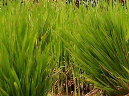 திருச்சி, கும்பகோணத்தில் 2 விவசாயிகள் மரணம்- கருகிய சம்பா பயிர்களைக் கண்டு மாரடைப்பு