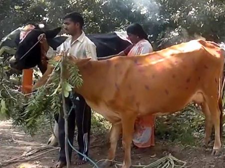 மாட்டுப்பொங்கல் கிராமங்களில் உற்சாக கொண்டாட்டம்- கோவில்களில் நந்திக்கு அபிஷேகம்