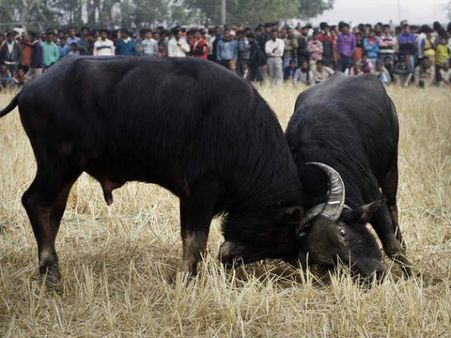வழிகாட்டிய ஜல்லிக்கட்டு புரட்சி- தடையை உடைத்து அஸ்ஸாமில் நாளை எருது சண்டை!!