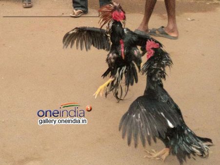 ஜல்லிக்கட்டு ஆதரவு போராட்ட களத்தில் சேவல் சண்டை.. புதுச்சேரியில் இளைஞர்கள் உற்சாகம்