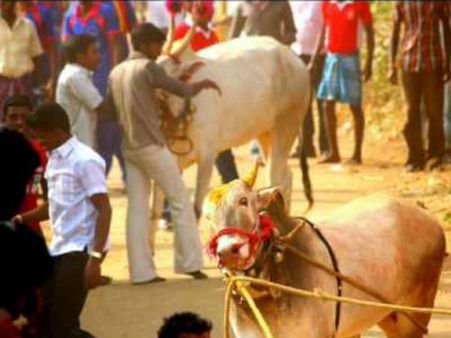 புதுச்சேரியில் தடையை மீறி நாளை ஜல்லிக்கட்டு... ஏற்பாடுகள் தீவிரம்.. காங்கிரஸ் ஆதரவு