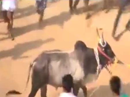 ஈரோட்டில் பாஜகவின் ஜல்லிக்கட்டு முறியடிப்பு.. மாடுகளை விட்டு விட்டு மிரண்டு ஓடிய பாஜகவினர்