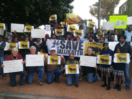 அமெரிக்கத் தமிழர்களின் ஜல்லிக்கட்டுப் போராட்டம் வார நாட்களிலும் தொடர்கிறது!