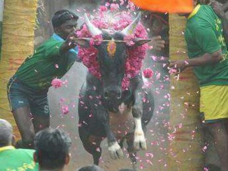 அலங்காநல்லூரில் தடையை மீறி இன்று ஜல்லிக்கட்டு.. போலீசார் குவிப்பு.. பதற்றம் அதிகரிப்பு